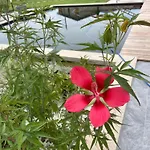 Corte Cea * 콜로니아 아이 콜리